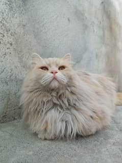 Male Persian
