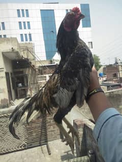 Full breader beautiful aseel roaster