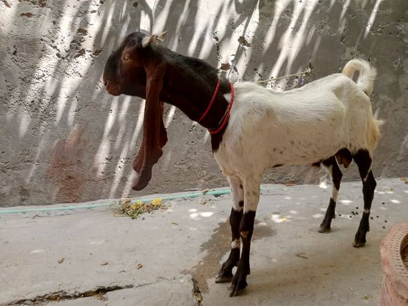 heavy weight bakry 2 dant achy qad or achi chiz best for qurbani 0
