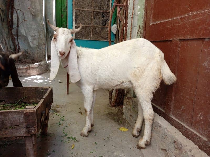 heavy weight bakry 2 dant achy qad or achi chiz best for qurbani 2