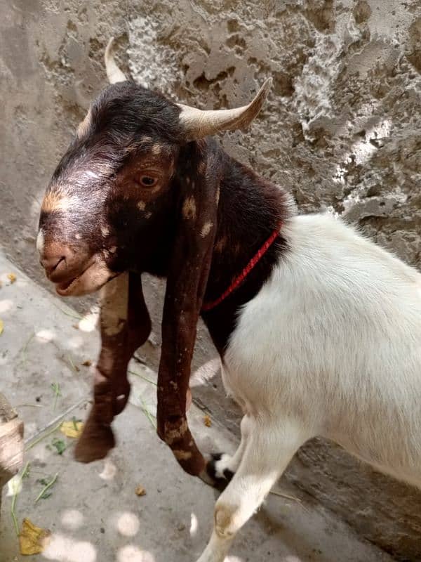heavy weight bakry 2 dant achy qad or achi chiz best for qurbani 4