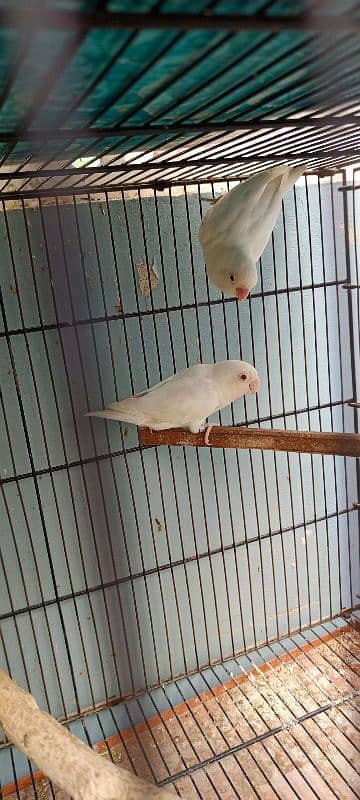 Fisher pair and albino pair 0