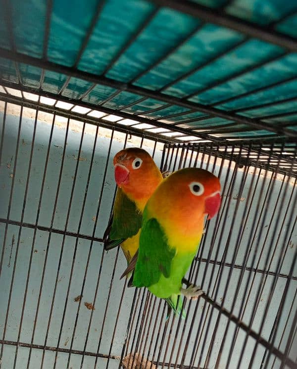 Fisher pair and albino pair 1