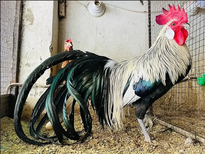 Shamo / Polish / Yokohama Eggs Chicks Fancy ( Rates in Descritption ) — photo 8