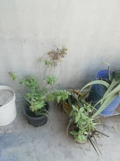 flowers plant