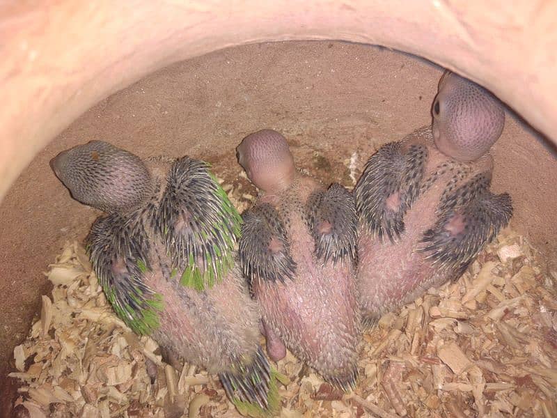 Raw Pahari jumbo size & ringnack chicks also available 0