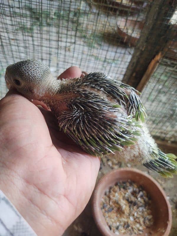 Raw Pahari jumbo size & ringnack chicks also available 7