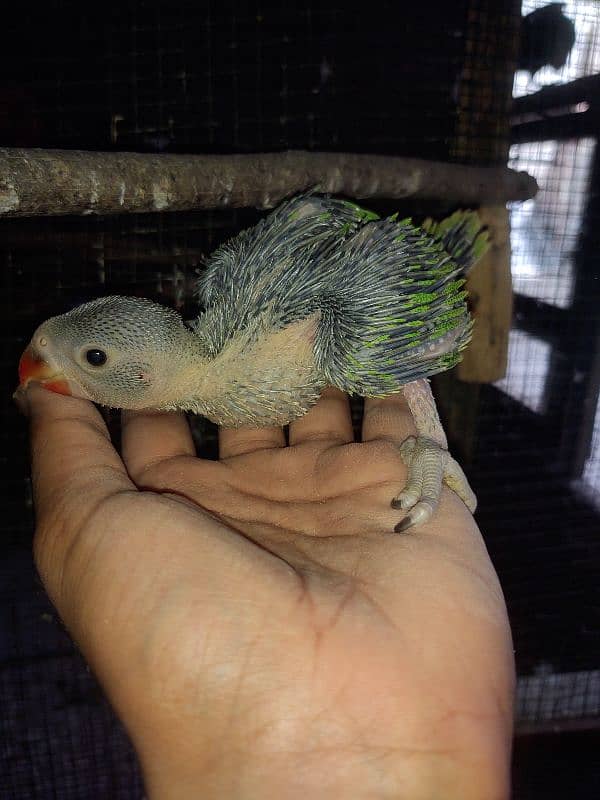 Raw Pahari jumbo size & ringnack chicks also available 8