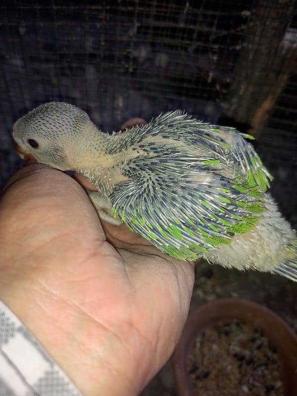 Raw Pahari jumbo size & ringnack chicks also available 9