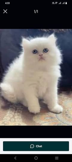 Persian beautiful Cat for sale/0320/69/30/694 my WhatsApp number