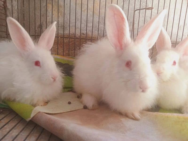 red eyes white angura pari of 3 rabbits 0