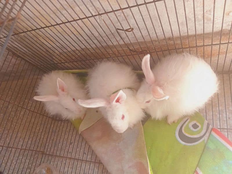 red eyes white angura pari of 3 rabbits 1