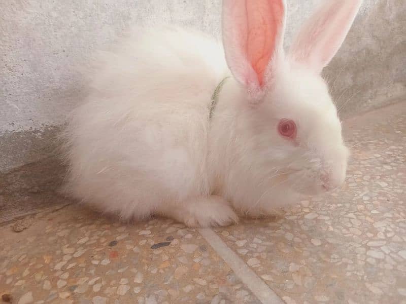 red eyes white angura pari of 3 rabbits 3