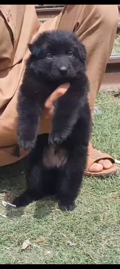 Black German Shepherd male puppy / German Shepherd Long Coat puppy