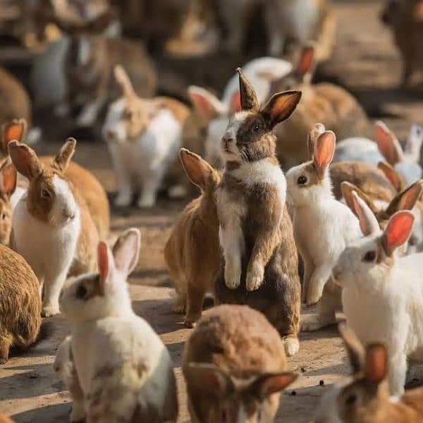 Desi,Red eyes,New Zealand All age rabbit for sale 0