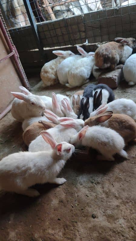 Desi,Red eyes,New Zealand All age rabbit for sale 3