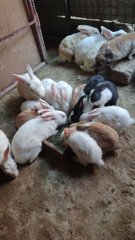 Desi,Red eyes,New Zealand All age rabbit for sale 4