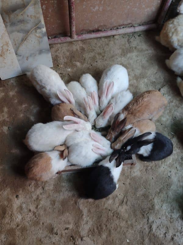 Desi,Red eyes,New Zealand All age rabbit for sale 5