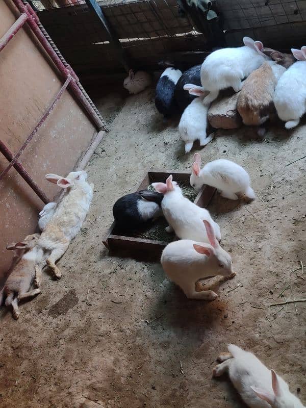 Desi,Red eyes,New Zealand All age rabbit for sale 6