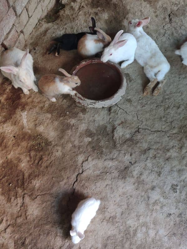 Desi,Red eyes,New Zealand All age rabbit for sale 7