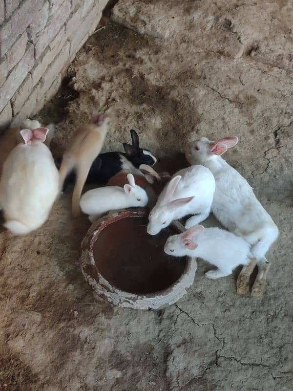 Desi,Red eyes,New Zealand All age rabbit for sale 8