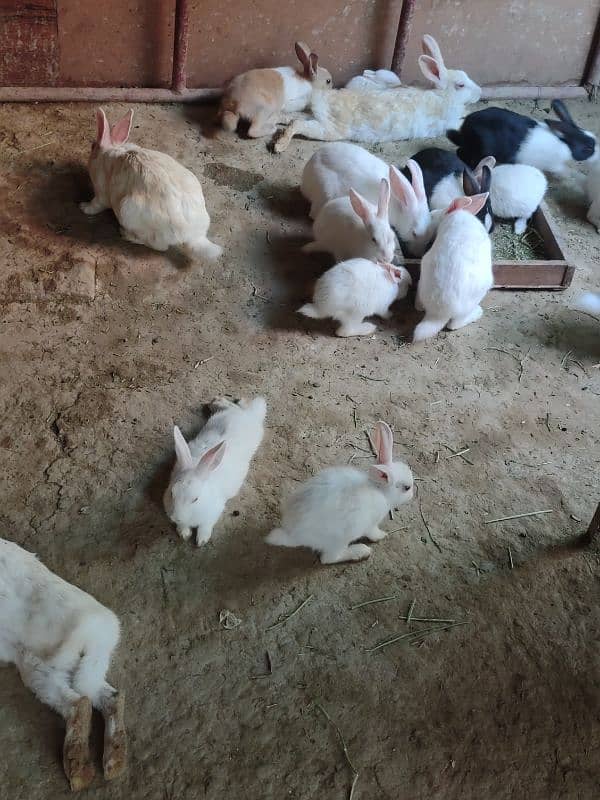 Desi,Red eyes,New Zealand All age rabbit for sale 9