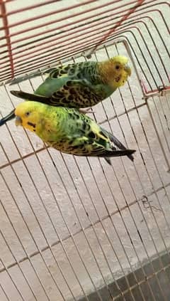 Budgie