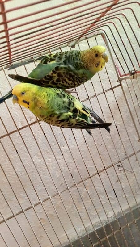Budgie pair and female parrot 0
