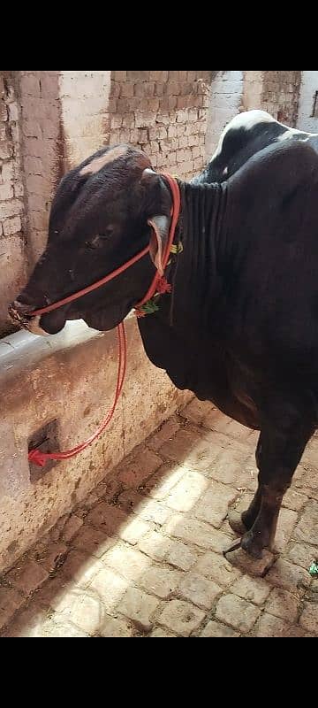 3 Wachy qurbani Waly 4