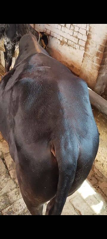 3 Wachy qurbani Waly 5