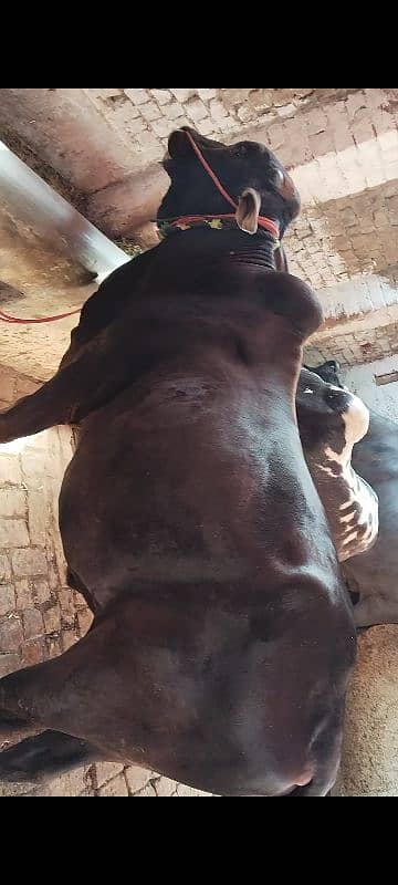 3 Wachy qurbani Waly 6