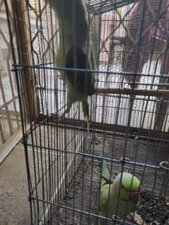 Pahadii Pathi or Janglii male