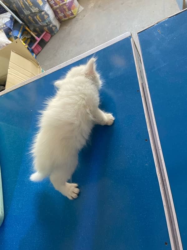 perhion triple coat kittan pair 4