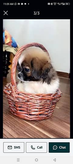 for sale