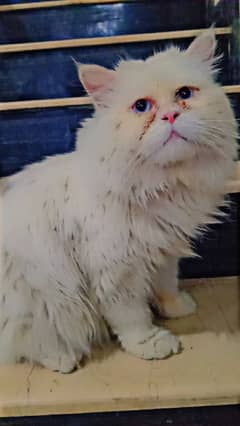 Blue eyes mail cat for mating triple coated