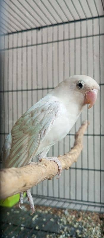 lovebirds in reasonable price 2