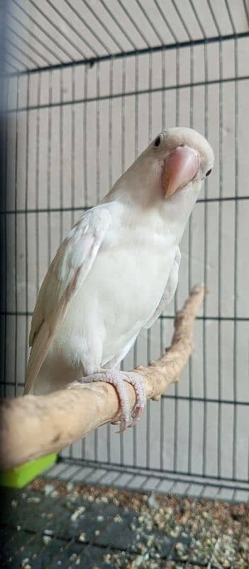 lovebirds in reasonable price 3