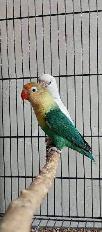 lovebirds in reasonable price 5