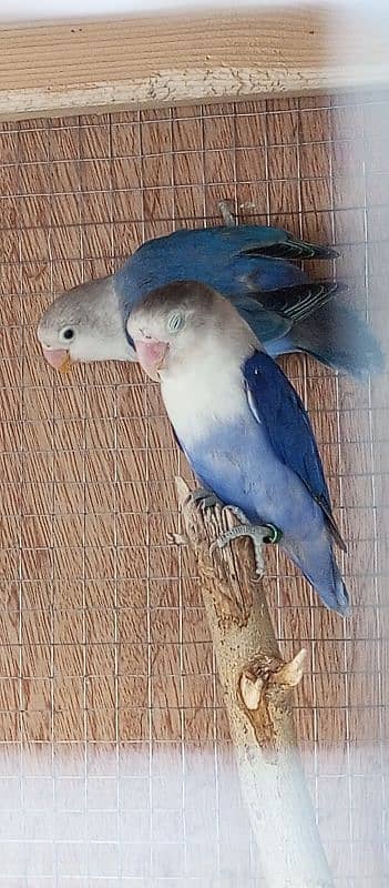 lovebirds in reasonable price 7