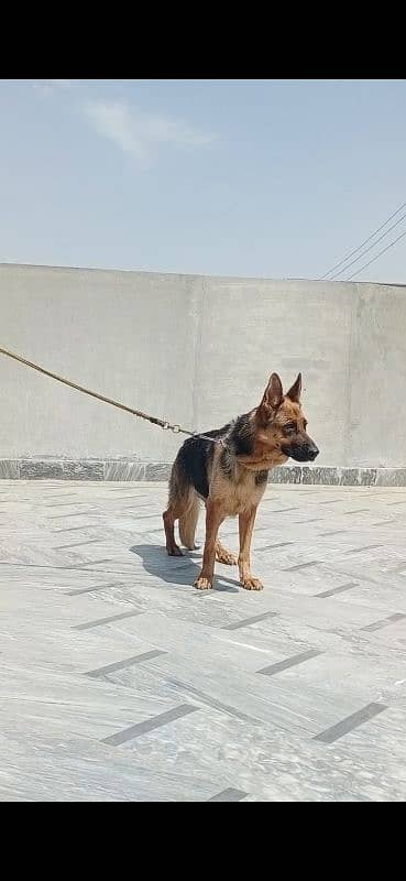 German shepherd Breeder female first timer 1