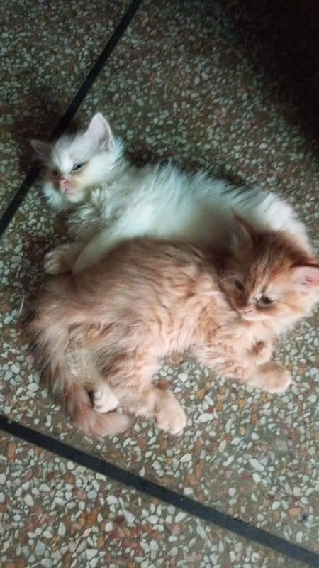 Persian cat's kitten 0