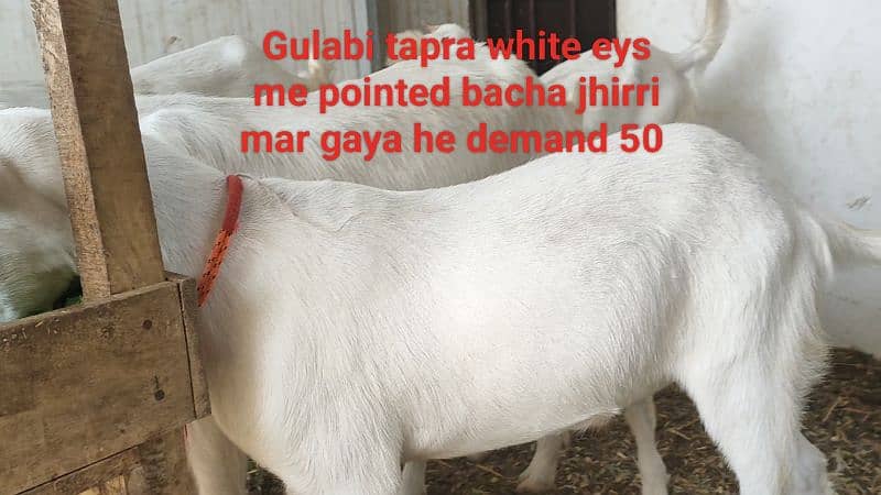 5 khassi bakrea 1 Dumba ready for Qurbani 0