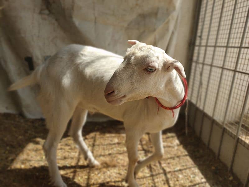 5 khassi bakrea 1 Dumba ready for Qurbani 1