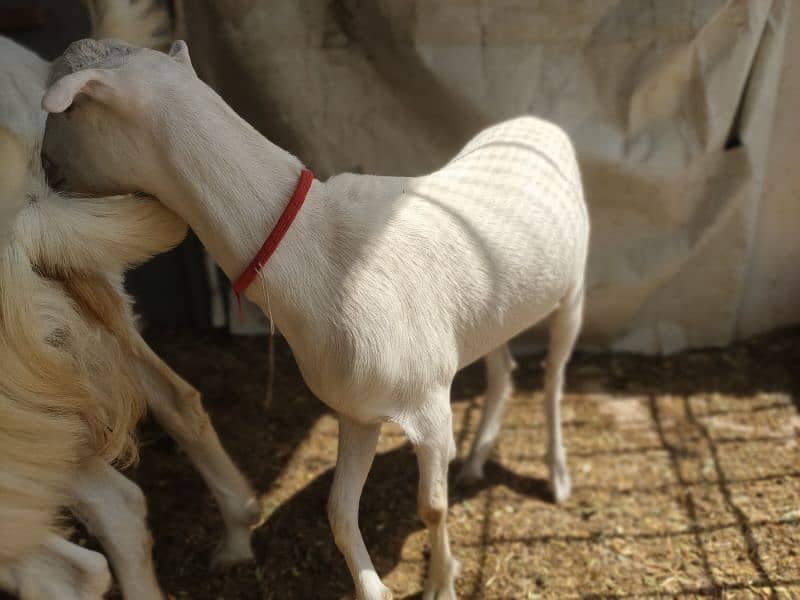 5 khassi bakrea 1 Dumba ready for Qurbani 2