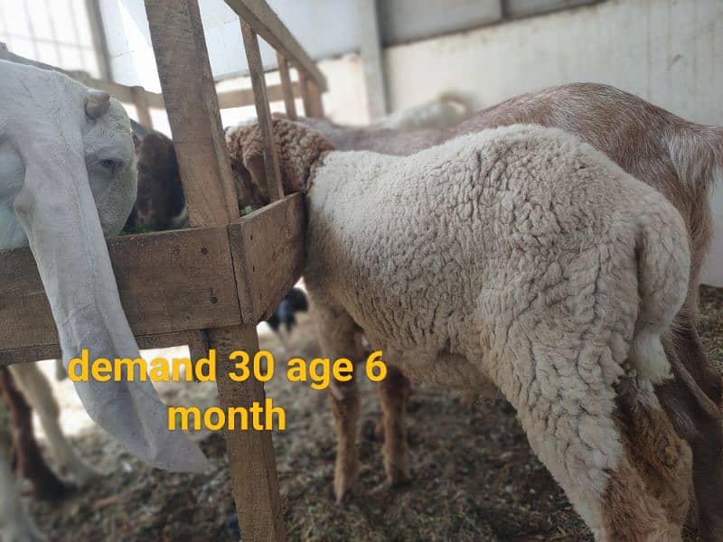 5 khassi bakrea 1 Dumba ready for Qurbani 3