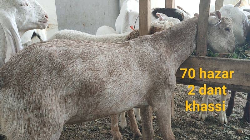 5 khassi bakrea 1 Dumba ready for Qurbani 5