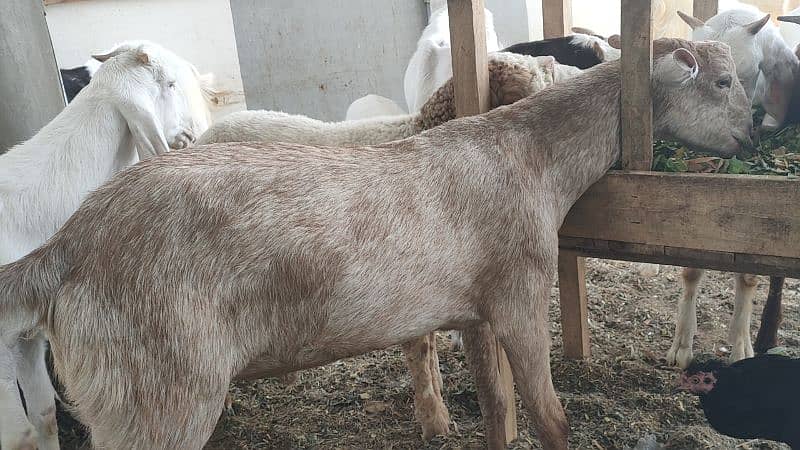 5 khassi bakrea 1 Dumba ready for Qurbani 6