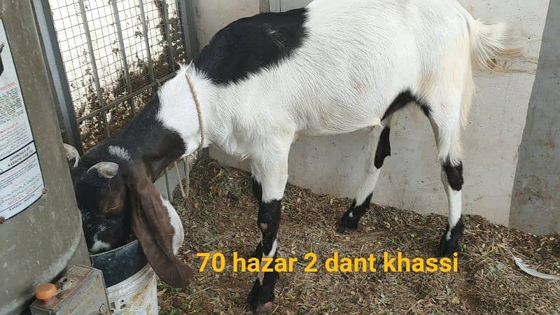 5 khassi bakrea 1 Dumba ready for Qurbani 7