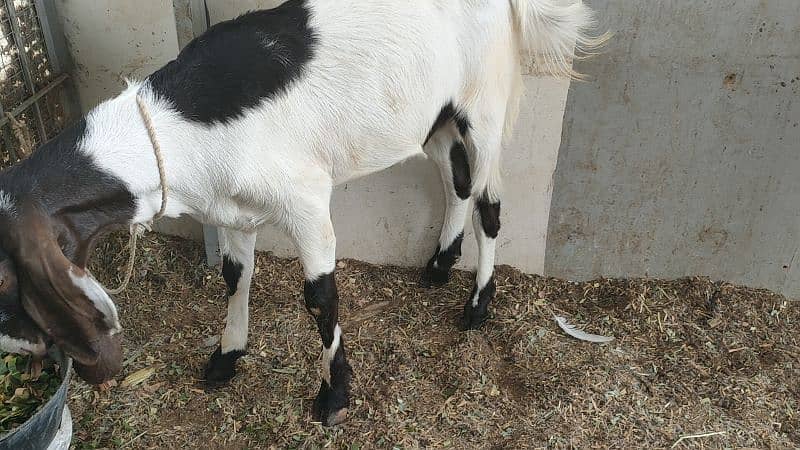 5 khassi bakrea 1 Dumba ready for Qurbani 8