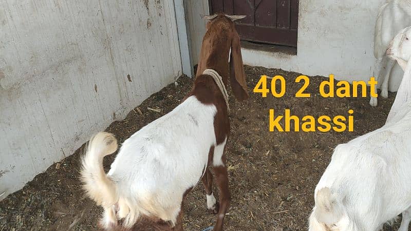 5 khassi bakrea 1 Dumba ready for Qurbani 9